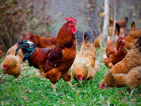 Породы куриц | ЗооТом - продажа, вязка и услуги для животных в Дудинке