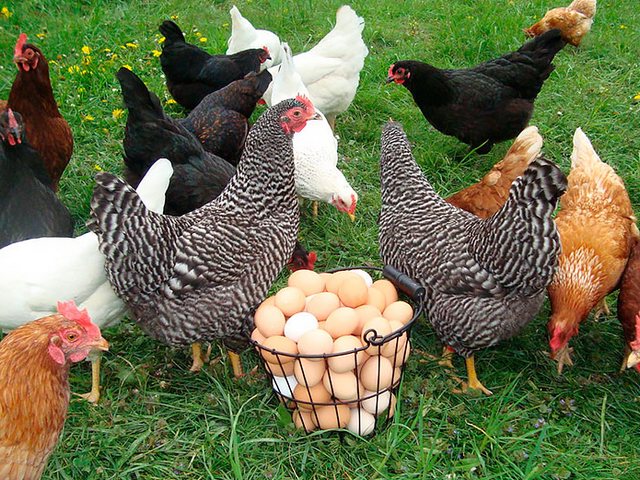 Содержание кур и уход за ними | ЗооТом - продажа, вязка и услуги для животных в Дудинке
