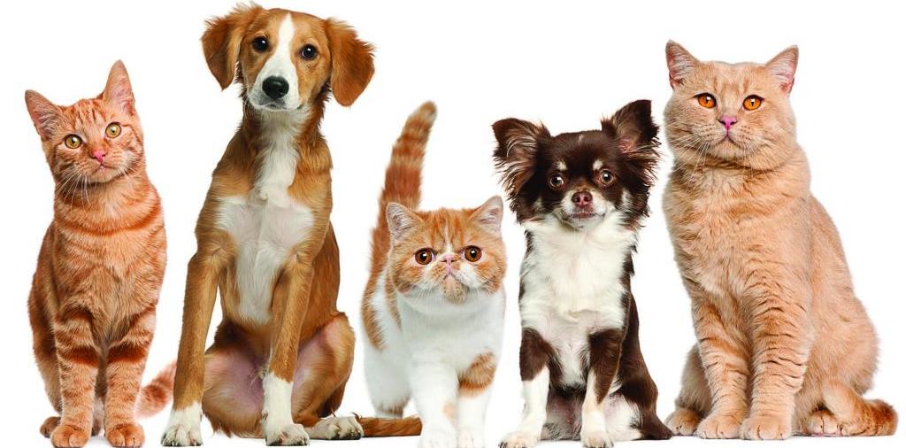 Доска объявлений о животных | ЗооТом - продажа, вязка и услуги для животных в Дудинке