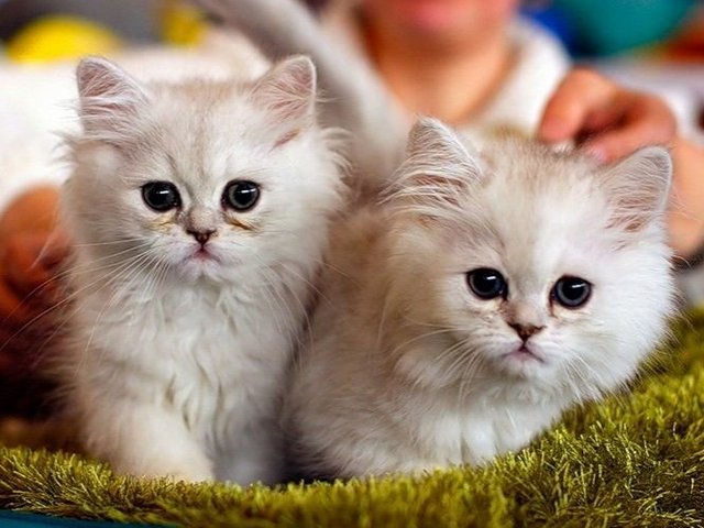 Породы кошек в Дудинке | ЗооТом портал о животных