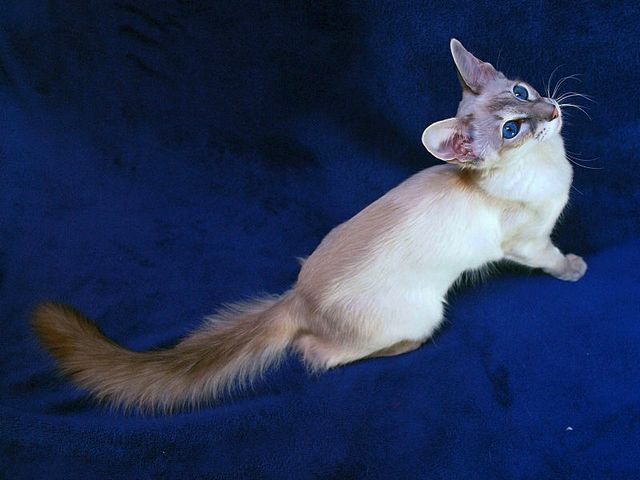 Выведенные породы кошек в Дудинке | ЗооТом портал о животных