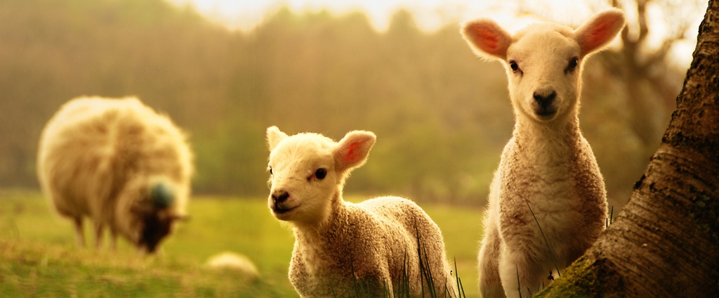 Объявления о сельскохозяйственных животных | ЗооТом - продажа, вязка и услуги для животных в Дудинке