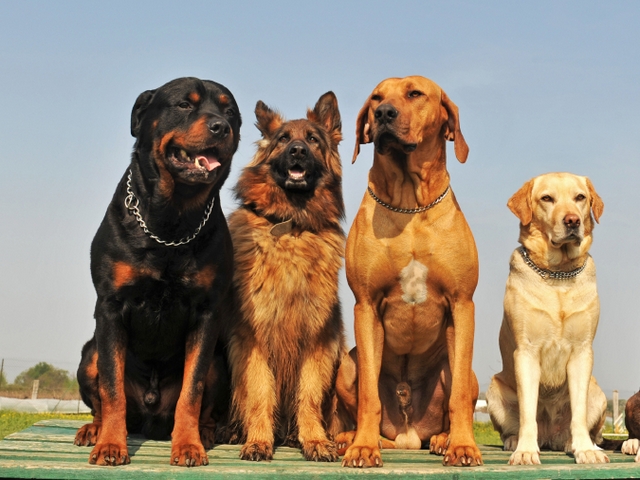 Крупные породы собак в Дудинке | ЗооТом портал о животных